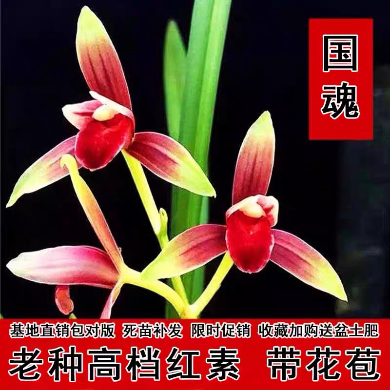 精品优质建兰大国魂兰花苗带花苞浓香型绿植室内阳台兰花盆栽花卉