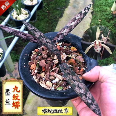 特稀有兰花苗墨兰 九纹龙 蛇斑艺草矮壮型观赏室内绿植盆栽浓香型