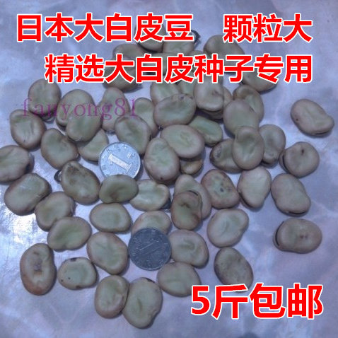 精选日本大白皮豆大板豆 蚕豆生 大阪豆干种子胡豆包邮250克