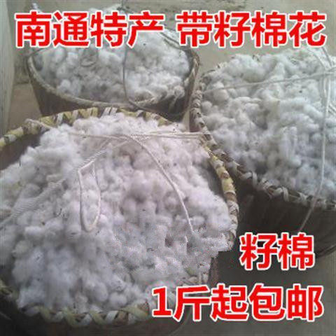 新货带棉籽的棉花带籽结婚无加工籽棉有籽农家新鲜棉花子籽