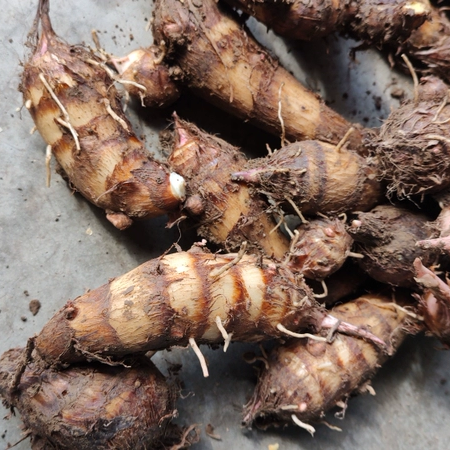 2025海门老品种万年香沙芋艿海门香沙芋头现挖毛芋艿子干香包邮