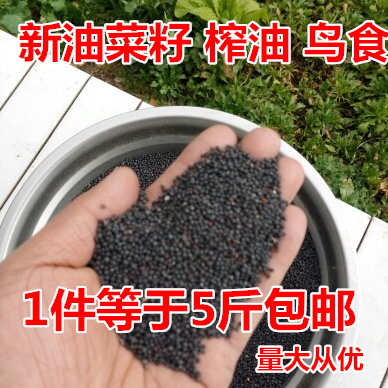 新鸟食油菜籽榨油用 虎皮鹦鹉芙蓉鸟玉鸟鸟粮饲料五斤包邮