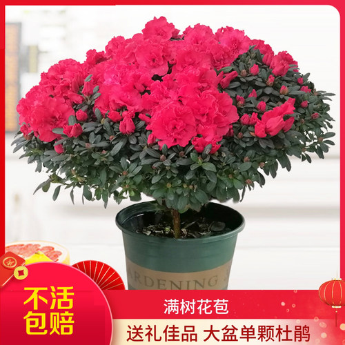 特大老桩盆栽老桩四季年宵花