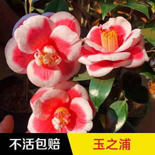 永福花乡园艺玉之浦茶花苗友之浦珍贵茶花苗盆栽山茶花树苗