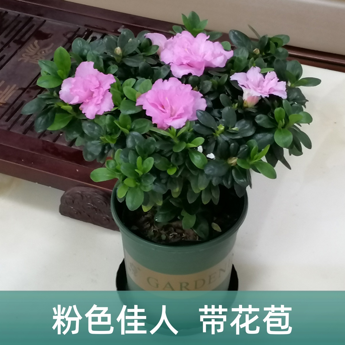 比利时绿植杜鹃花四季开花巴黎粉