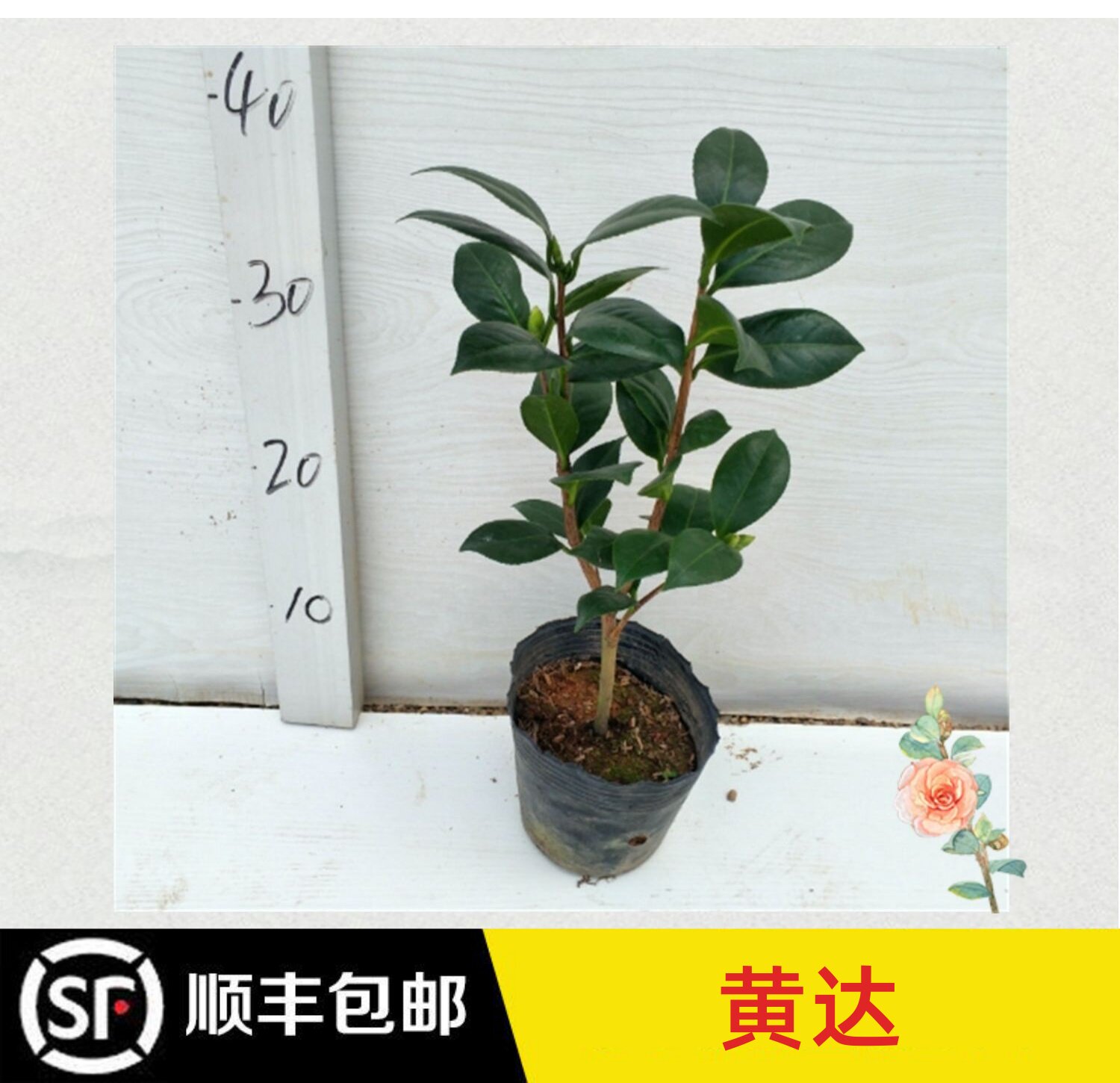 永福花乡园艺 黄达茶花 原生黄达 山茶花树苗 盆栽 名贵茶花