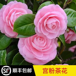 茶花木本阳台秋冬春开花好养