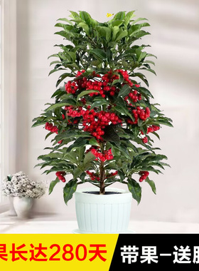 永福花乡园艺 富贵籽盆栽带果 带红果 富贵子 金玉满堂