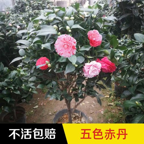 茶花盆栽树苗四季五色赤丹