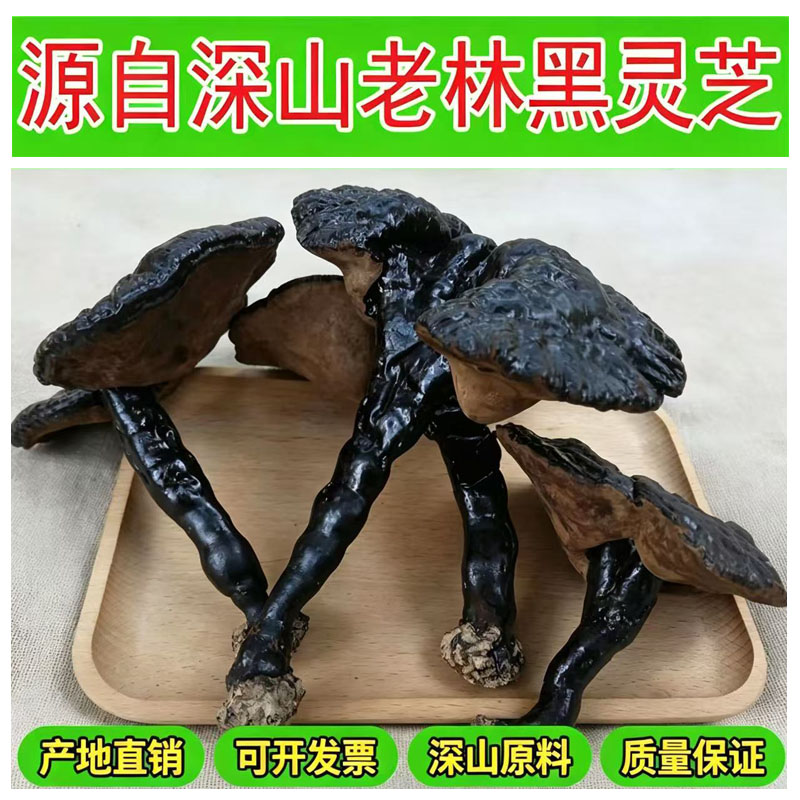 云南深山天然正品半野生黑灵芝图片