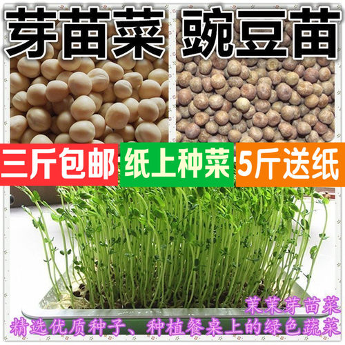 进口麻豌豆水培蔬菜芽苗菜