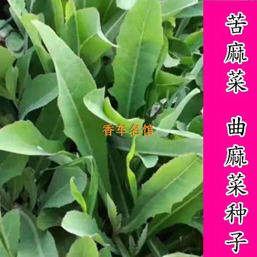 猪牛羊鸡鸭鹅苦麻菜苦麦菜又名鹅家庭园艺种子