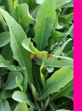 猪牛羊鸡鸭鹅苦麻菜苦麦菜又名鹅菜苦荬菜种子多年生牧草