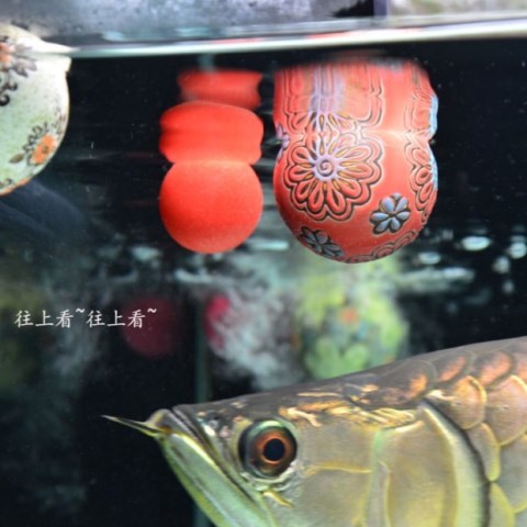 金龙红龙观赏鱼玩具防掉眼漂浮球