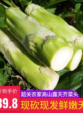 广东韶关菜头大头菜新鲜农家自种五斤包邮绿色甜芥菜青菜头棒棒菜