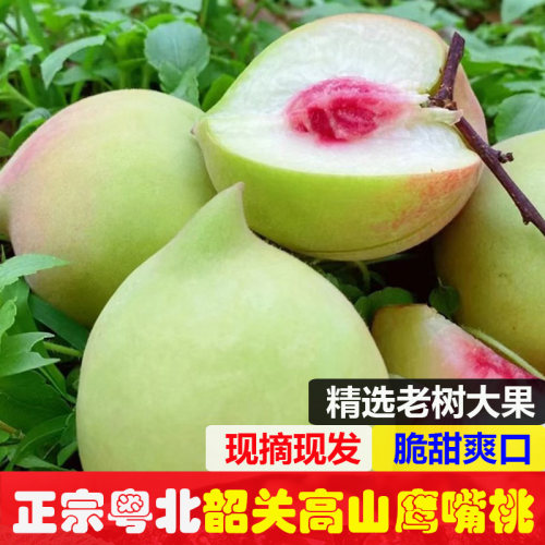 粤北韶关高山鹰嘴桃脆甜爽口