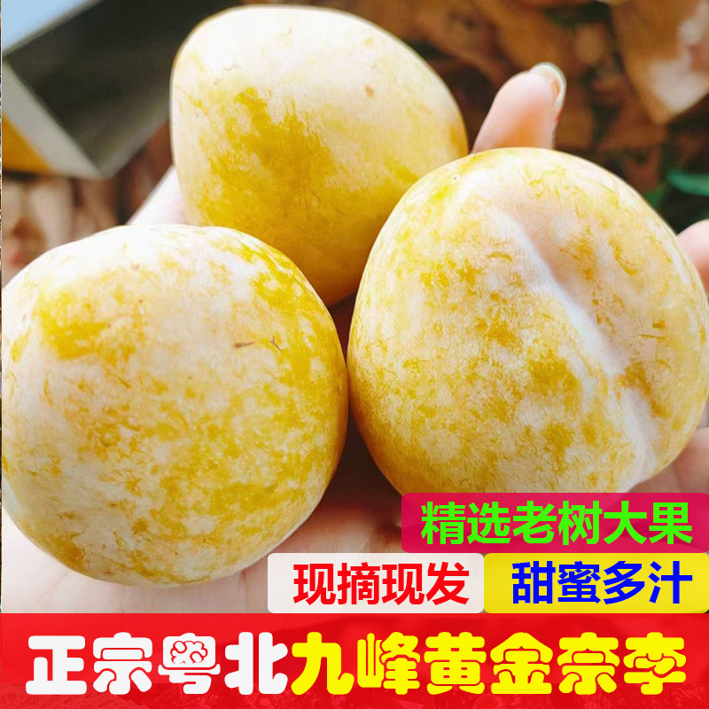 粤北韶关高山黄金奈李纯甜不酸