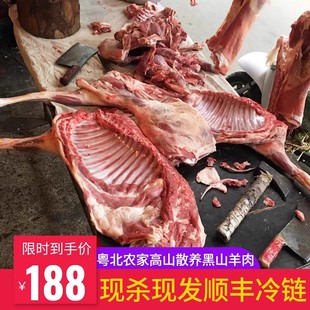 广东韶关黑山羊高山放养农家新鲜现杀现卖土山羊排带皮羊肉羊骨头