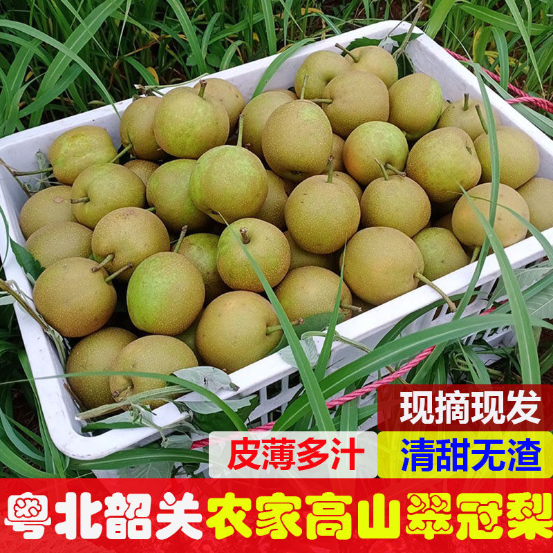 粤北韶关农家高山翠冠梨清甜多汁