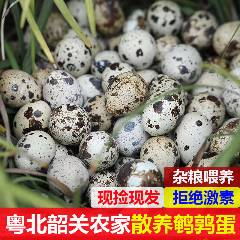 粤北韶关农家杂粮喂鹌鹑蛋
