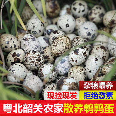 粤北韶关农家杂粮喂鹌鹑蛋