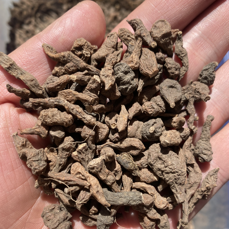 【拉萨直发】西藏特产林芝高海拔地区野生蕨麻人参果500g非外地货