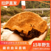 500g干货 林芝地区野外生长正宗西藏野生桑黄灵芝茶正品 拉萨直发