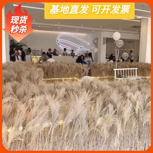 天然芦苇干花花束家居装饰客厅摆件婚庆场景布置粉色芦苇干花真花