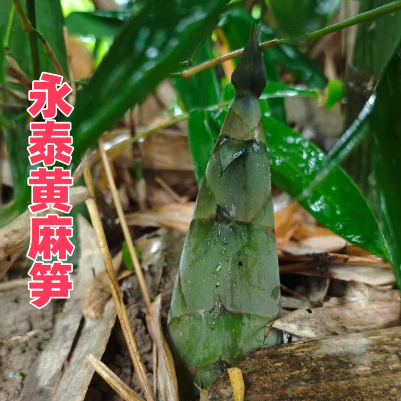 鲜笋新鲜现挖六月笋当季竹笋福建永泰黄麻笋蔬菜麻笋嫩笋带壳笋