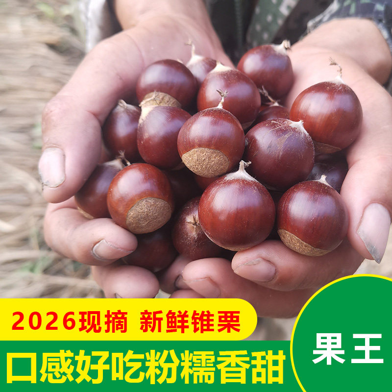 新鲜生板栗现摘建瓯锥栗 精挑果王5斤油栗高山生椎栗毛栗大栗子