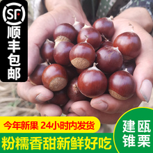 2025现摘新鲜建瓯锥栗福建野生栗子高山油锥小毛栗粉糯甜圆尖板栗