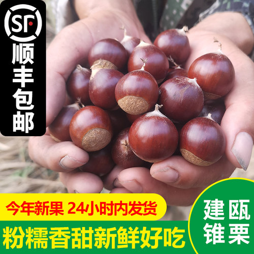 建瓯锥栗新鲜现摘顺丰包邮