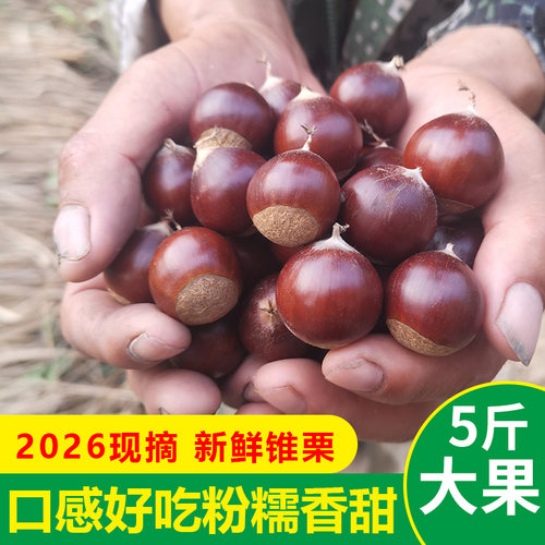 新鲜现摘高山建瓯锥栗粉糯香甜