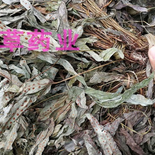金鸡脚中草药鹅掌金星草鸭脚掌草鸭脚草金鸡草新鲜干货客家煲汤料