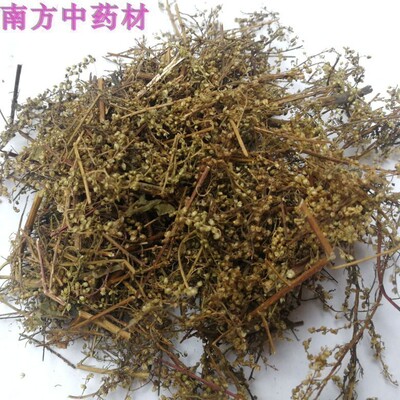 黄花蒿中草药臭蒿青蒿素香蒿新鲜