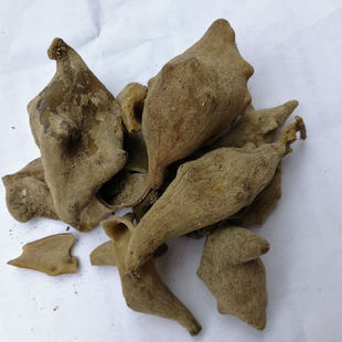 野生五倍子中药材500克五蓓子 盐肤木 山梧桐 角倍倍子柴木五倍子