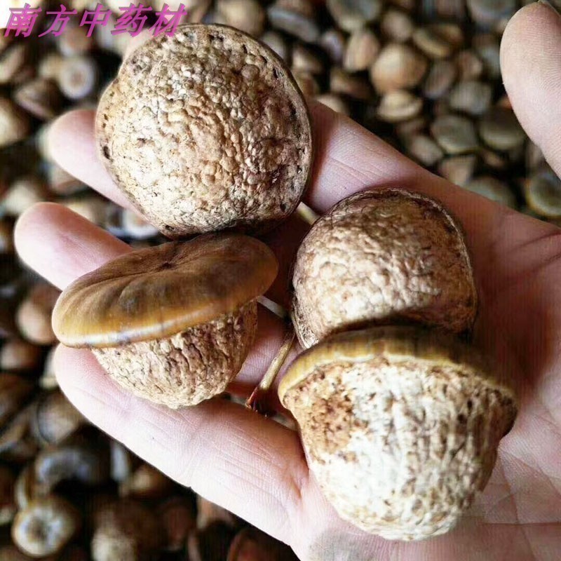 广西野生风流果中药材龟头子果