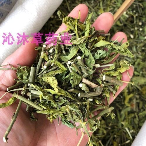 忧遁草中药材优盾草广西优遁草