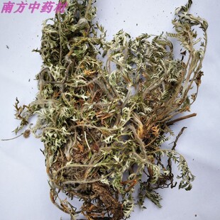 底伏委陵菜磨粉 朝天委陵菜中草药白头翁草中药材野芫荽老牛筋草鞋