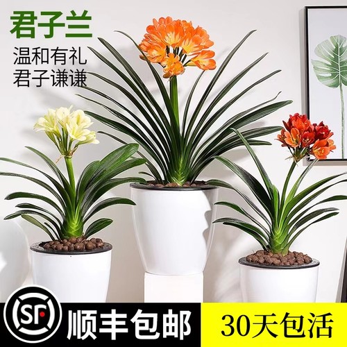 圆头和尚君子兰带花苞短叶大小苗