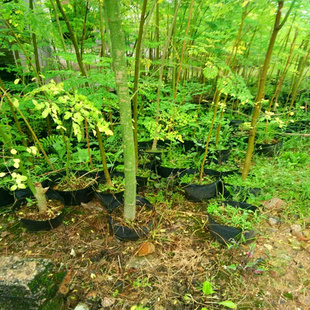 神奇辣木苗印度辣木苗盆栽辣木树苗正宗印度辣木树辣木籽苗珍稀苗