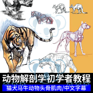PS动物绘画师课程生物牛马猫犬科食草肉前后肢头骨结构解剖学教程