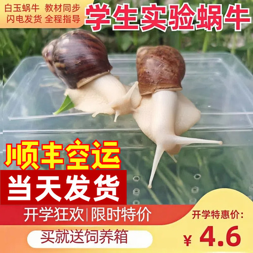 蜗牛活体白玉蜗牛学生实验养科普
