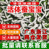 学生养蚕套装 金丝蚕蚕卵新鲜学蚕生龄彩幼活物养蚕蚕宝宝大蚕桑叶