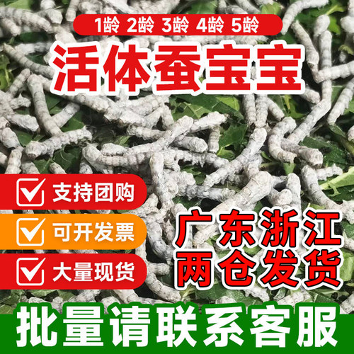 金丝蚕桑叶蚕活物学生套装蚕宝宝