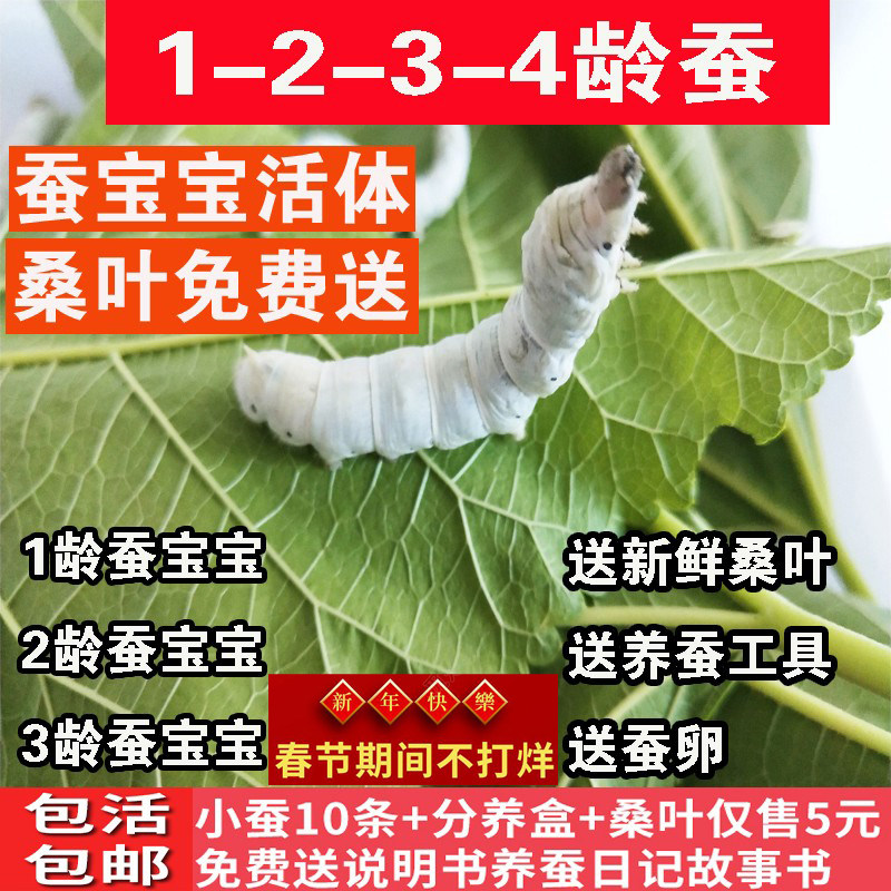 蚕宝宝素材模板 蚕宝宝图片下载 小麦优选
