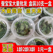 太空舱养1 3龄蚕卵金丝蚕 新鲜桑叶活七彩套装 学生养蚕宝宝套装