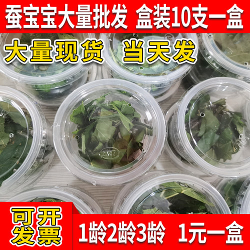 金丝蚕桑叶蚕活物学生套装蚕宝宝