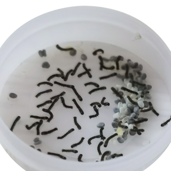 蚕宝宝蚕活体蚕活物学生套装蚕卵