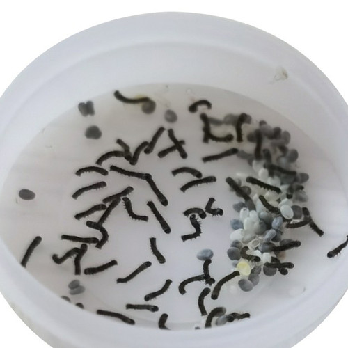 蚕宝宝蚕活体蚕活物学生套装蚕卵